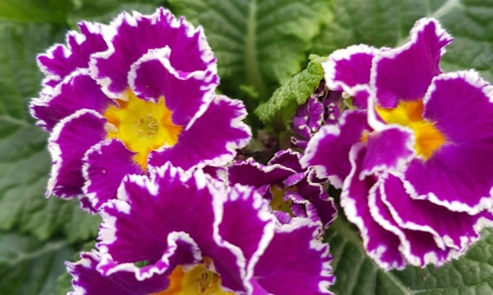 Sirococco primrose 3