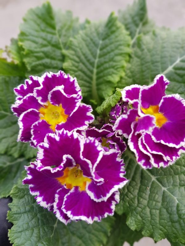 Sirococco primrose 3