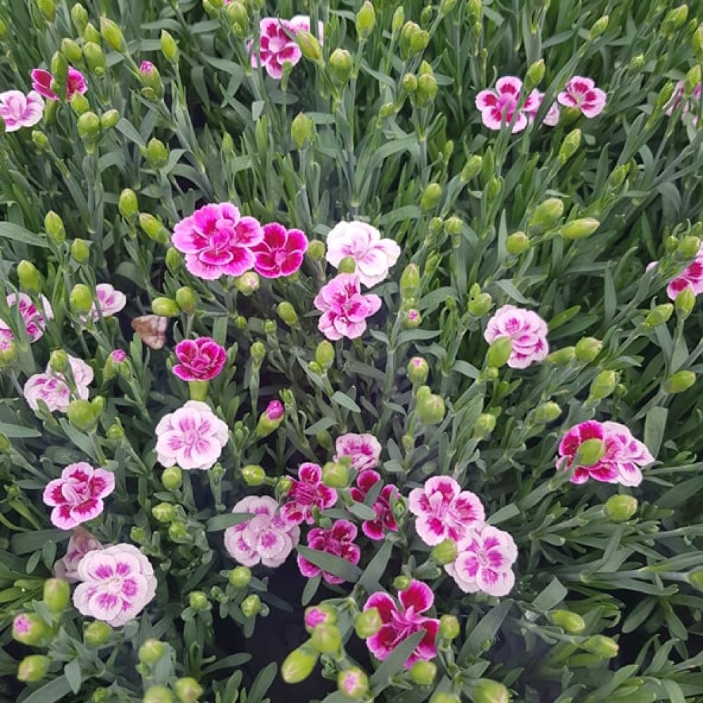 dianthus pink kisses