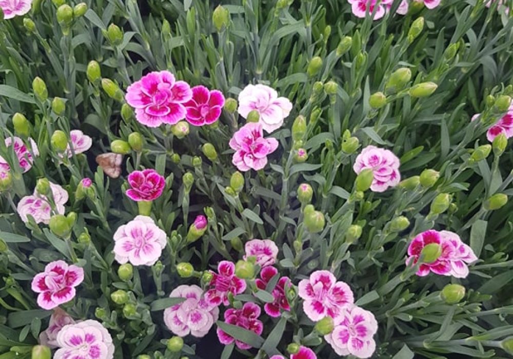 dianthus pink kisses