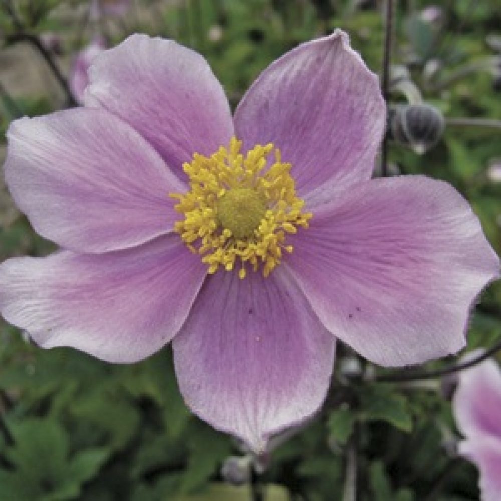 pink sc anemone