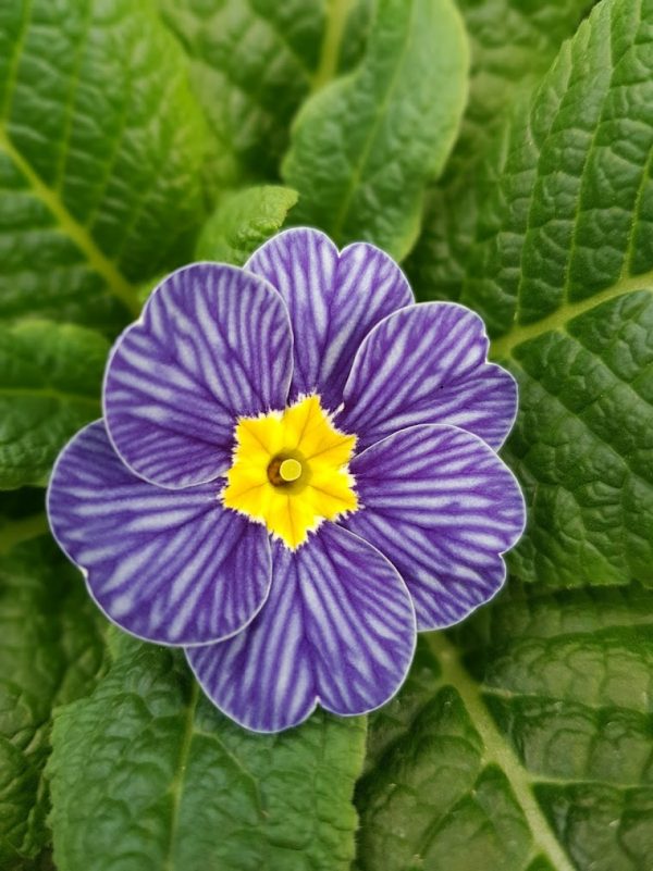 Blue zerbra Primrose 2