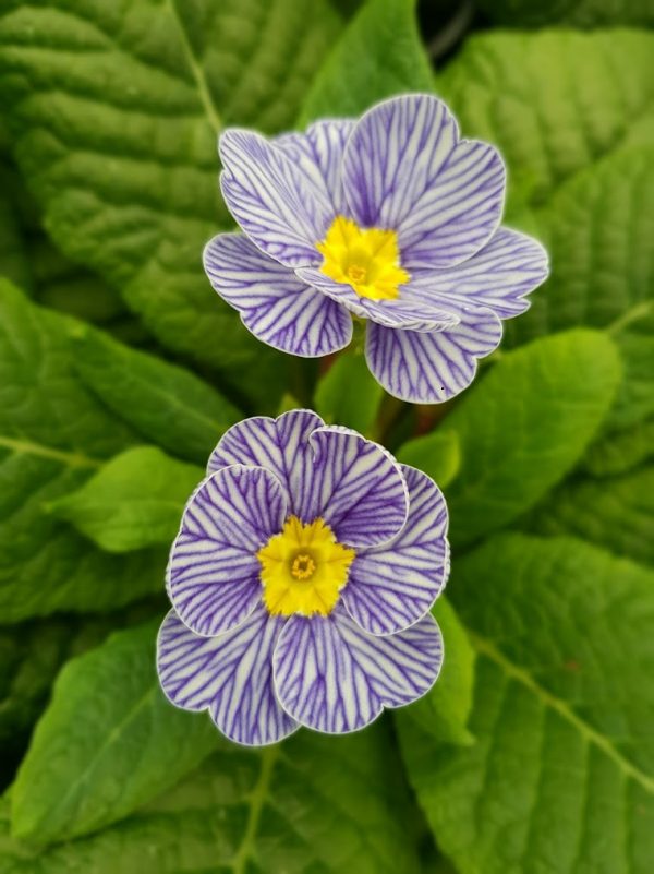 Blue zerbra Primrose 1