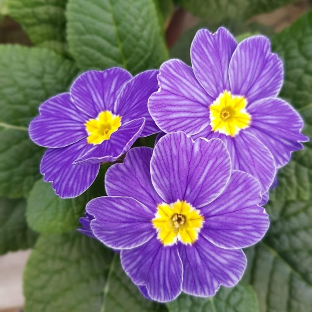 Blue zebra primrose