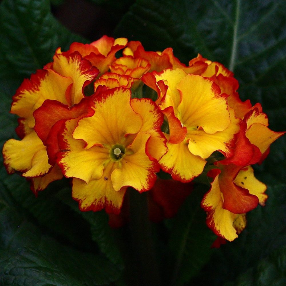 Polyanthus Firecracker