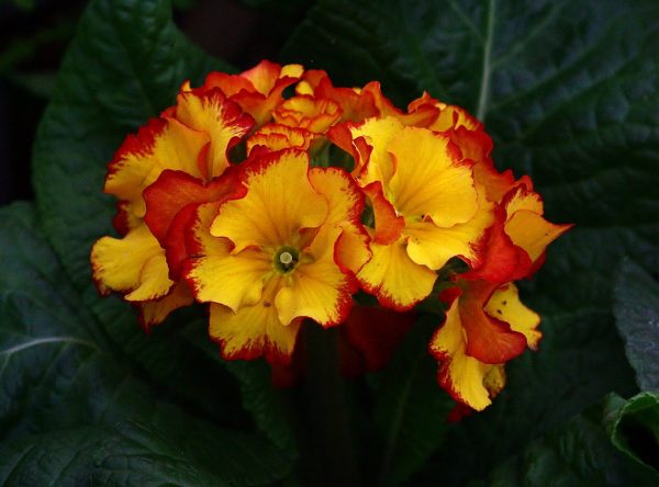 Polyanthus Firecracker