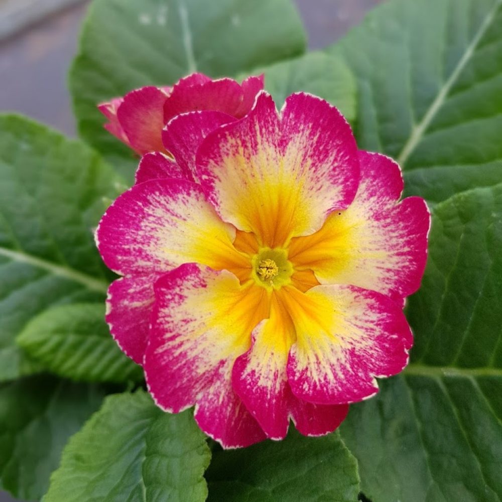 Polyanthus showstopper Calypso 1