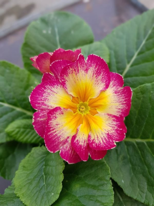 Polyanthus showstopper Calypso 1