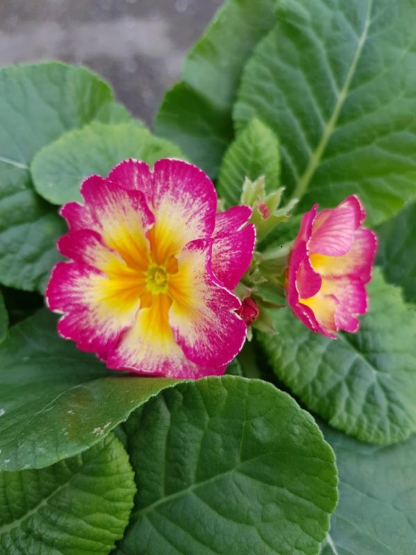 Polyanthus showstopper Calypso