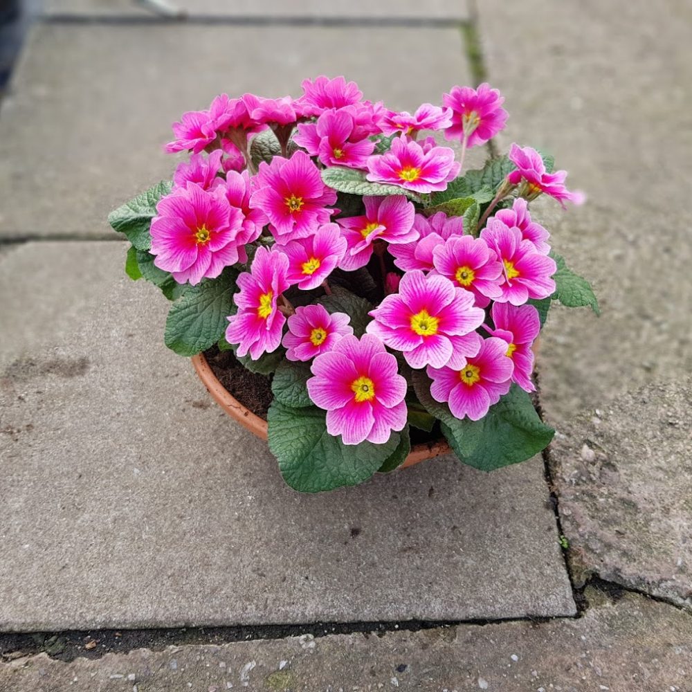 Primrose bowl