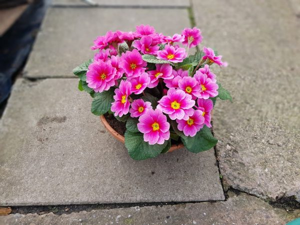 Primrose bowl