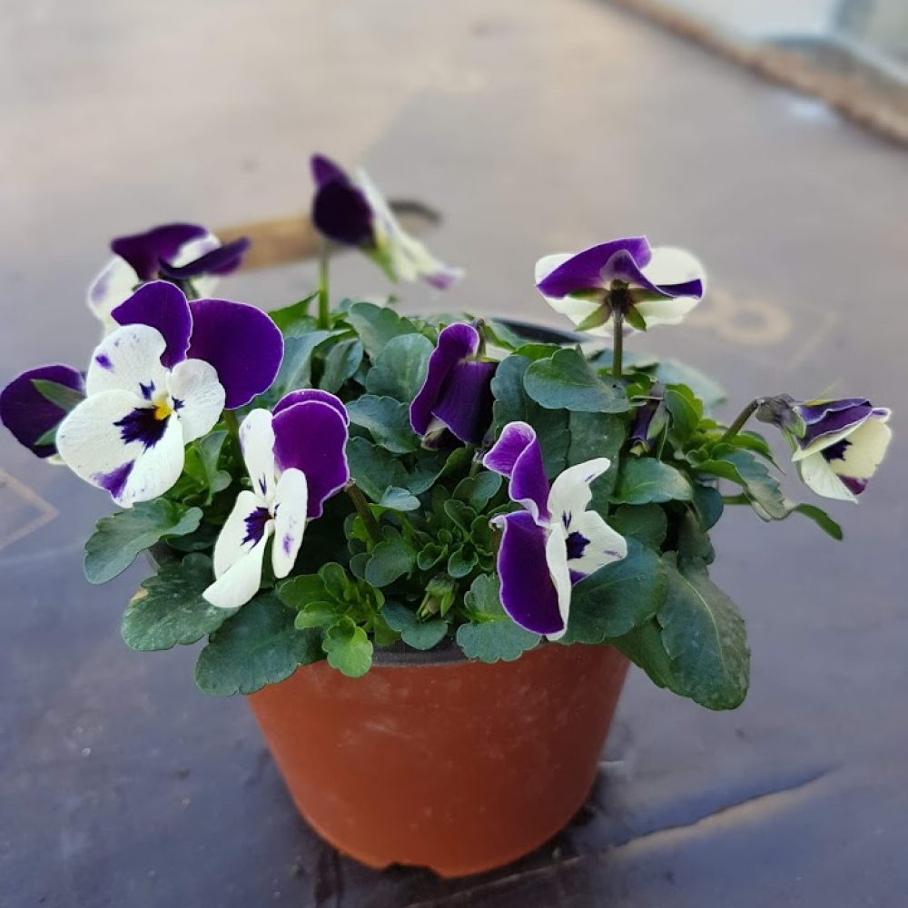 10cm viola1