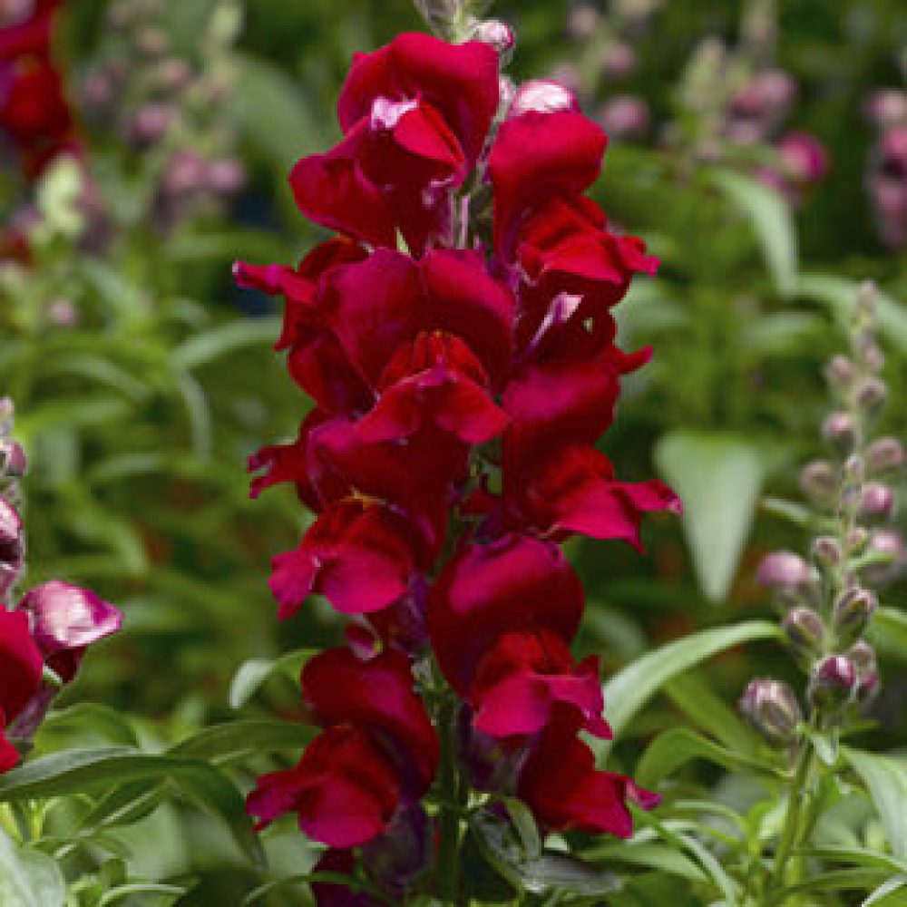 Antirrhinum Snaptastic Red