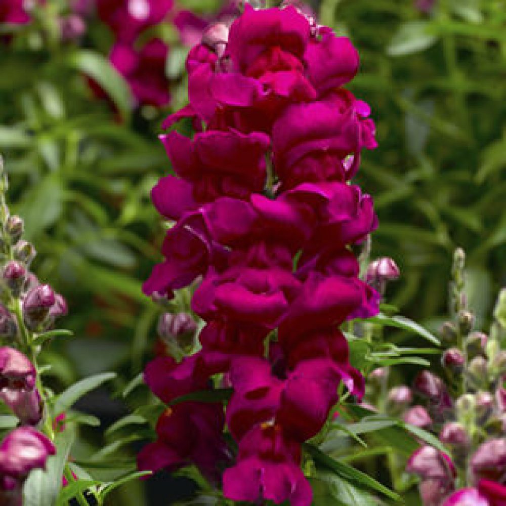 Antirrhinum Snaptastic magenta