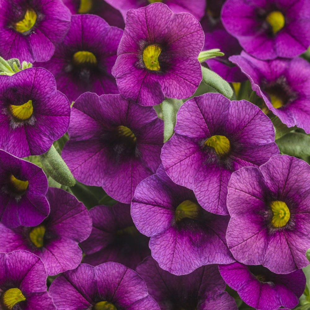 Calibrachoa Hummingbird Plum-