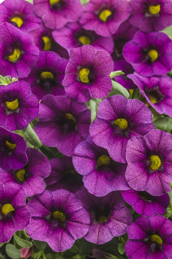 Calibrachoa Hummingbird