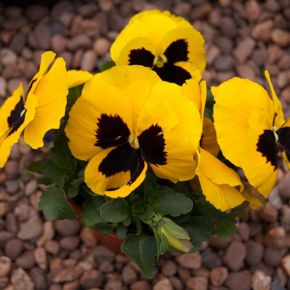 10cm Pansy