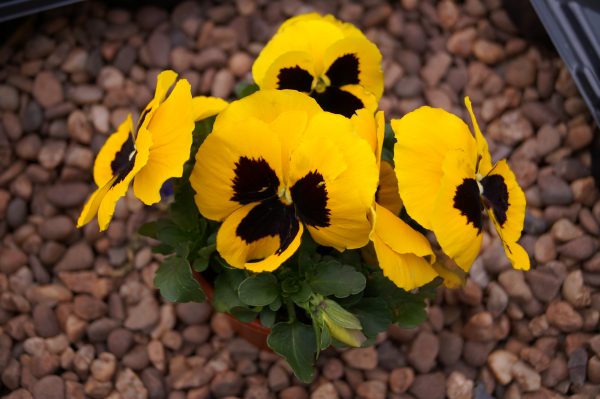 10cm Pansy