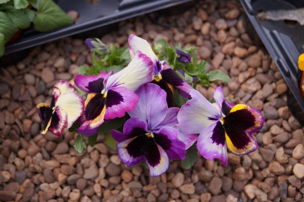 10cm Pansy