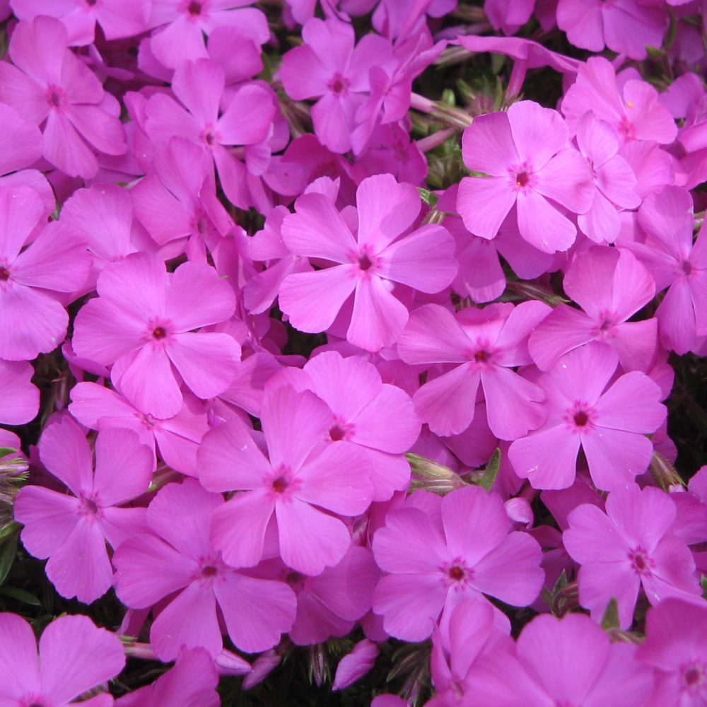 Phlox-McDaniels-Cushion