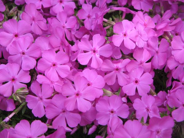 Phlox-McDaniels-Cushion