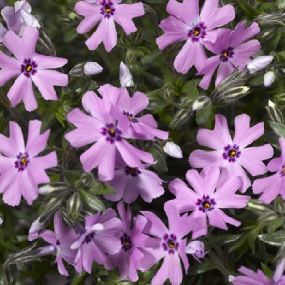 Phlox sub fort hill