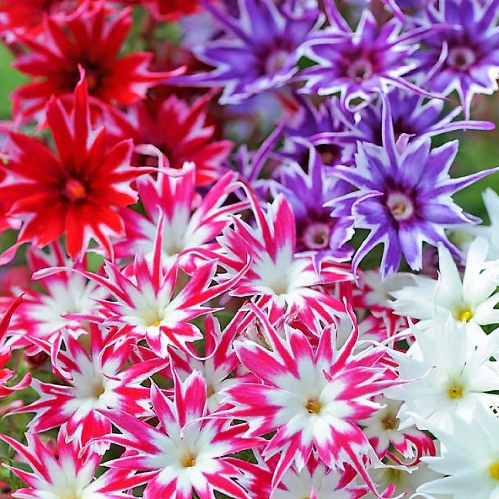 Phlox pop star mix (2)