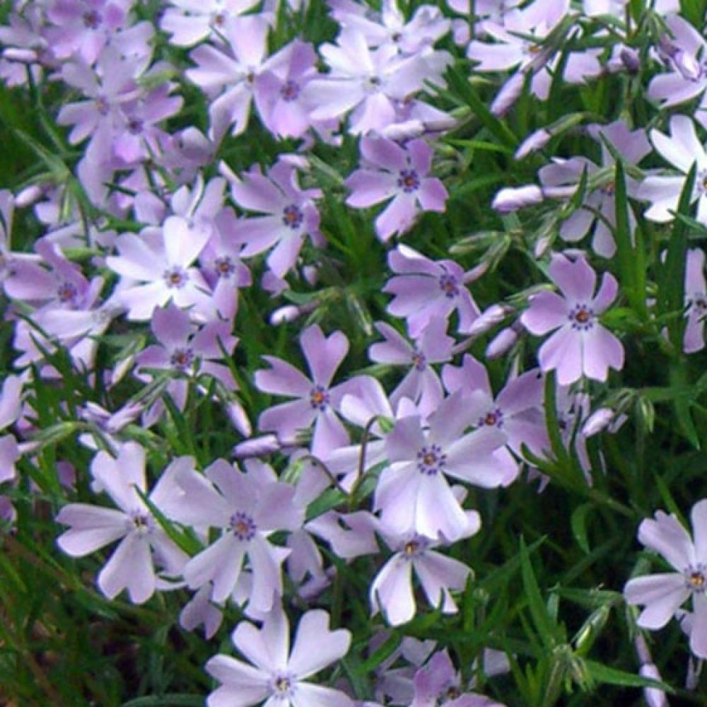 Phlox-subulata-Emerald-Blue (2)