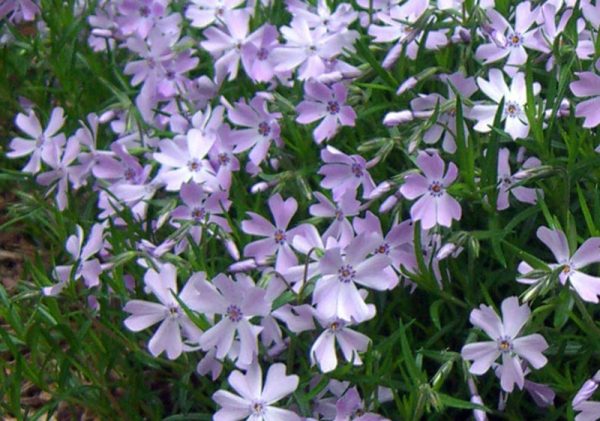 Phlox-subulata-Emerald-Blue (2)