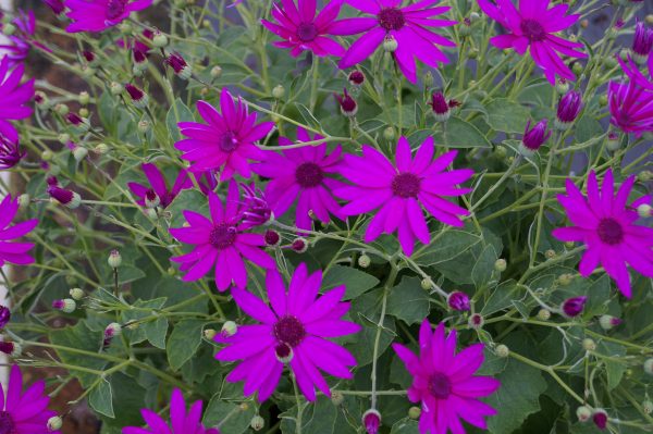 Senetti (11)