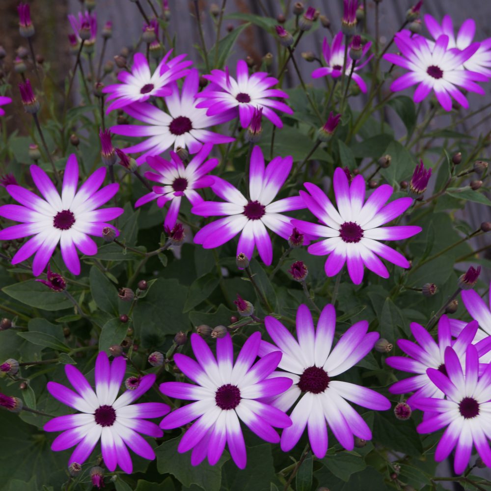 Senetti (13)