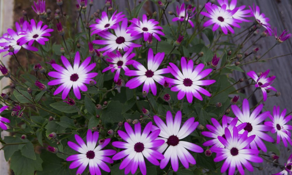 Senetti (13)