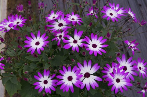 Senetti (13)