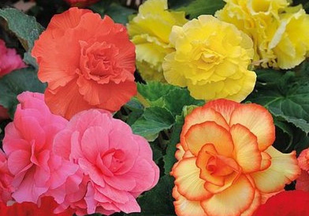 Begonia Majestic