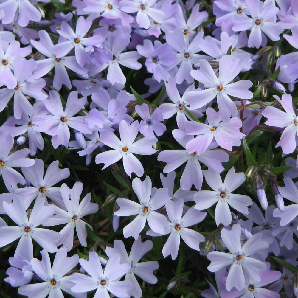 phlox-emerald-cushion2