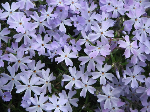 phlox-emerald-cushion2