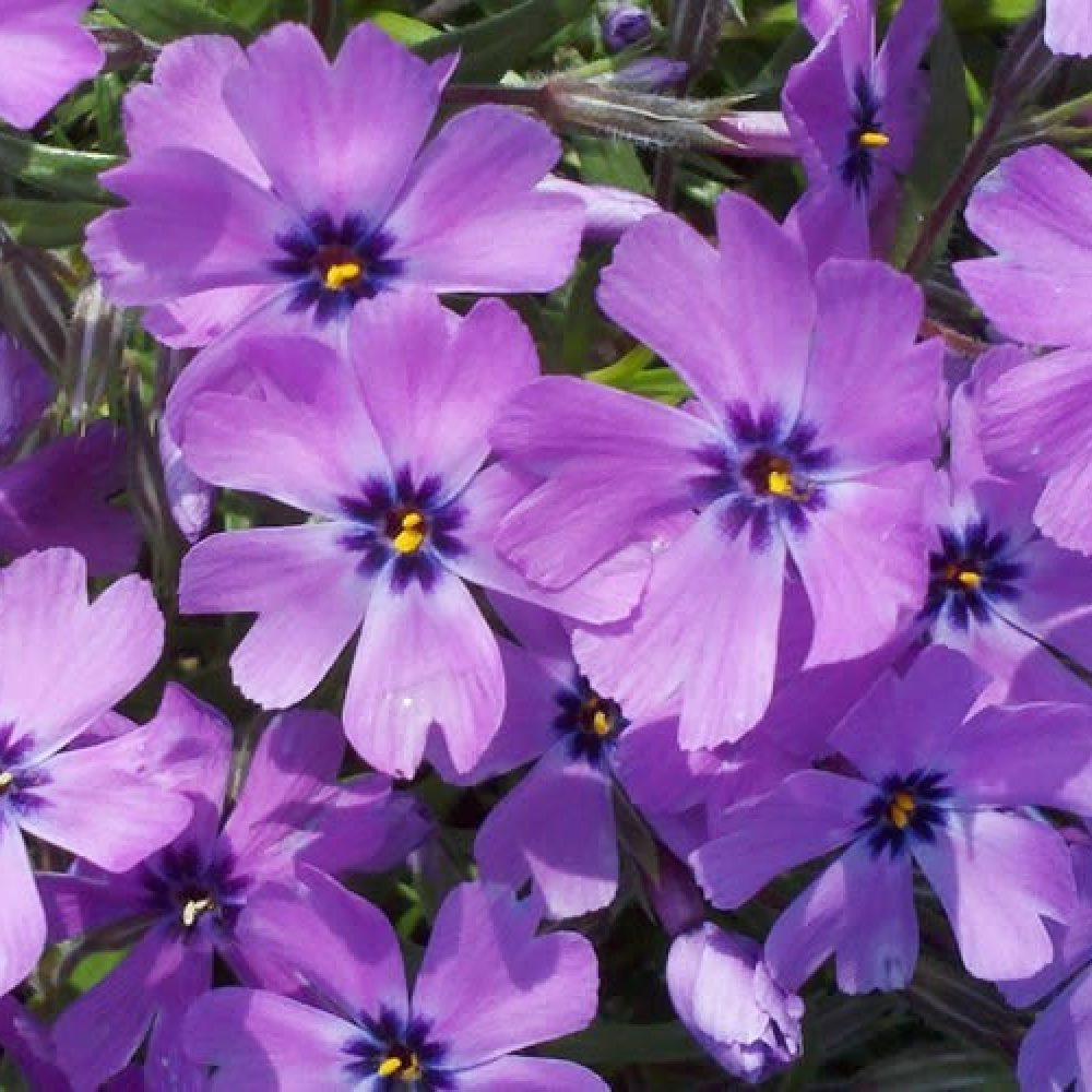 phlox sub Purple-Beauty-