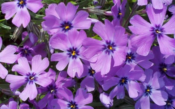 phlox sub Purple-Beauty-