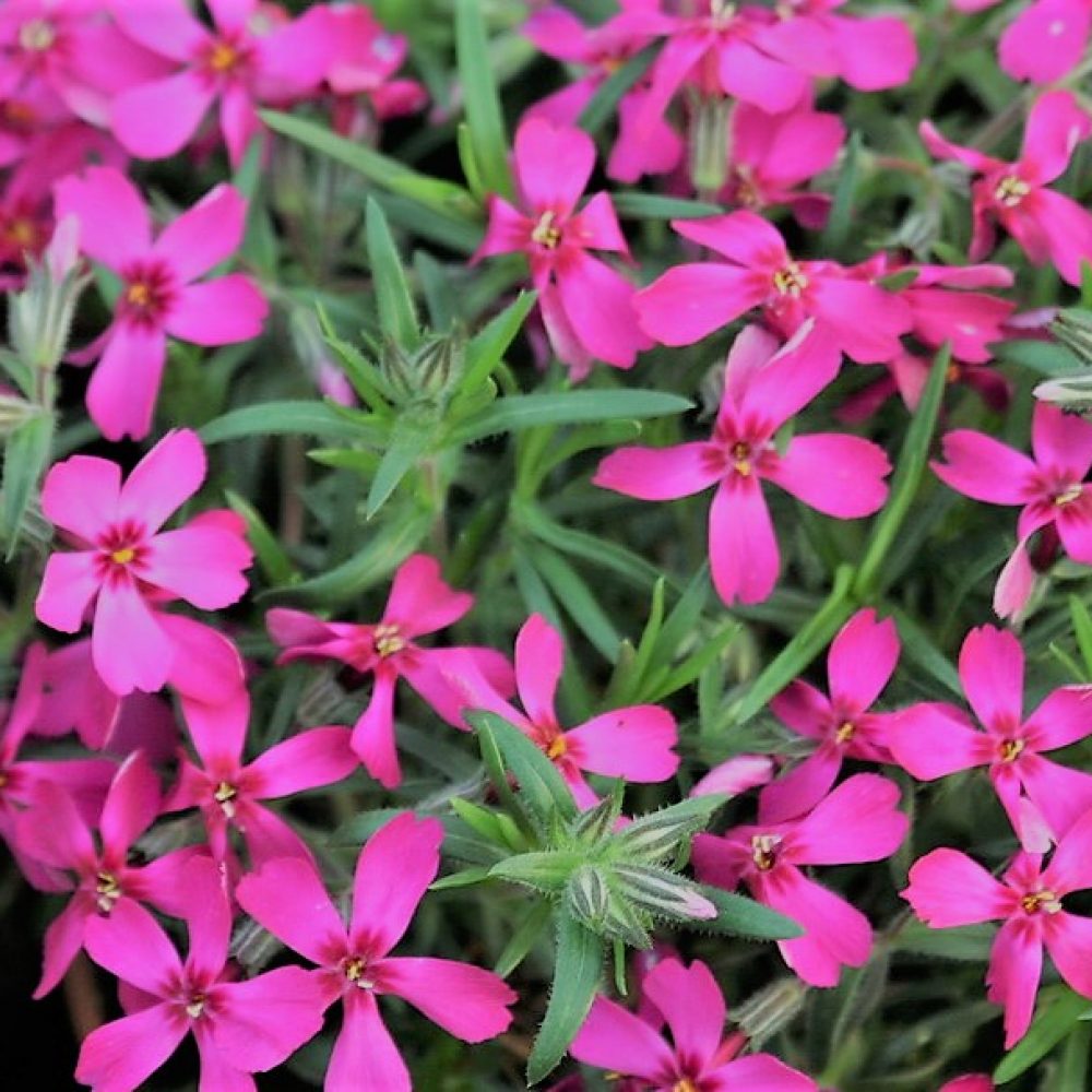 Phlox Subulata Atropurpurea