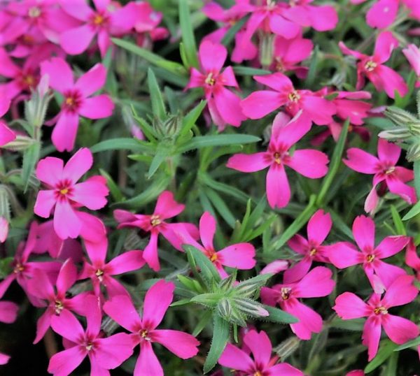 Phlox Subulata Atropurpurea