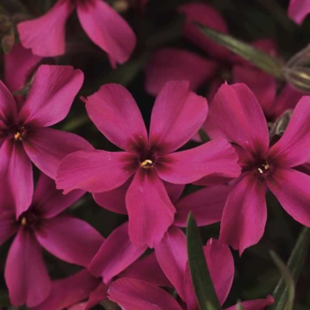 phlox sub scarlet flame