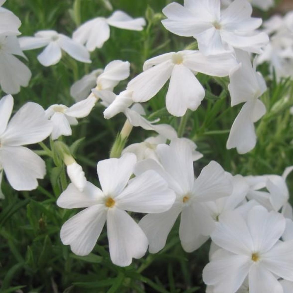 phlox sub white delight (2)