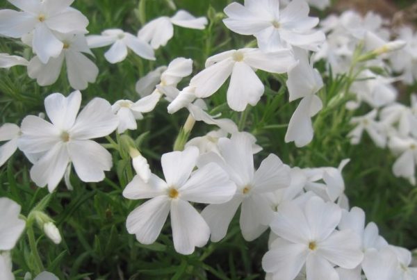 phlox sub white delight (2)