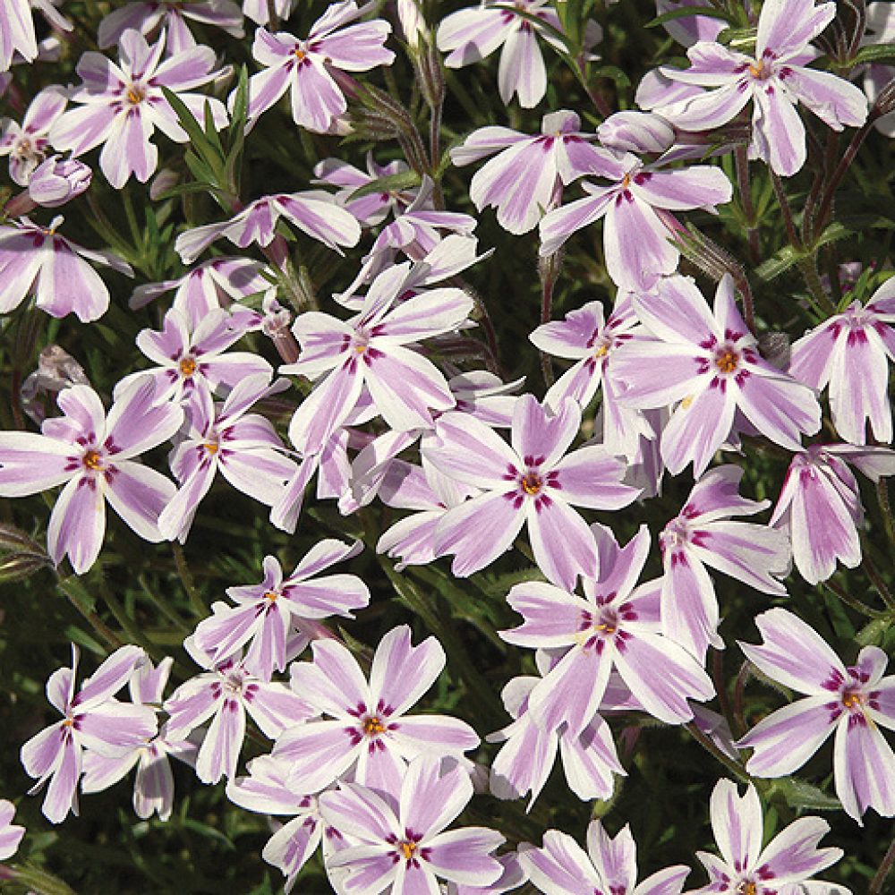 phlox_subu_kimono_pink_white