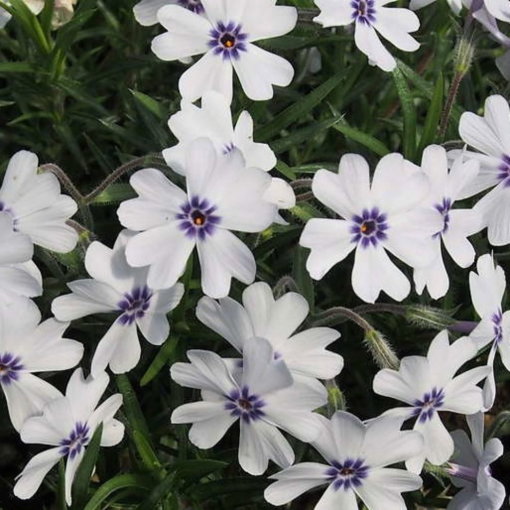 Phlox Subulata bavaria