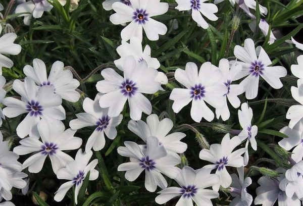 Phlox Subulata bavaria