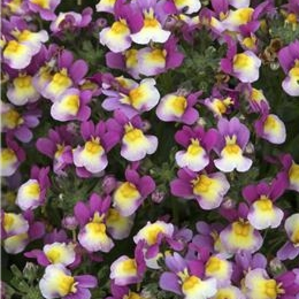 Nemesia forest fruits