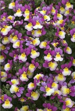 Nemesia forest fruits