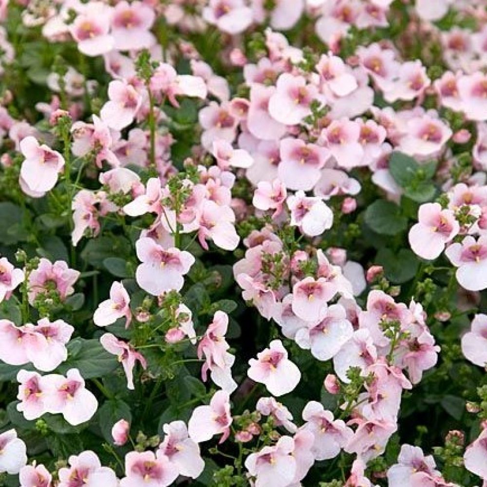 Diascia pink with eye