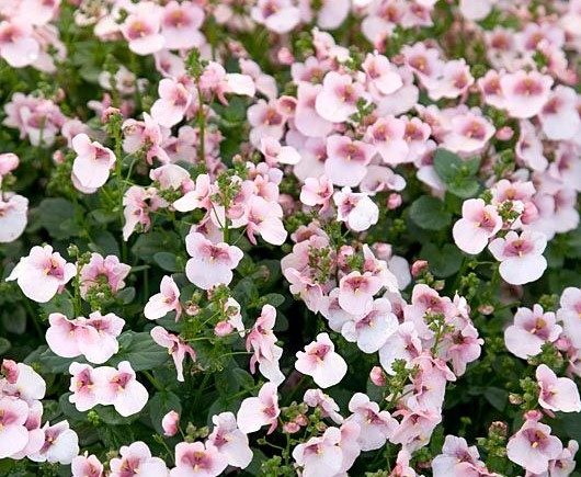 Diascia pink with eye